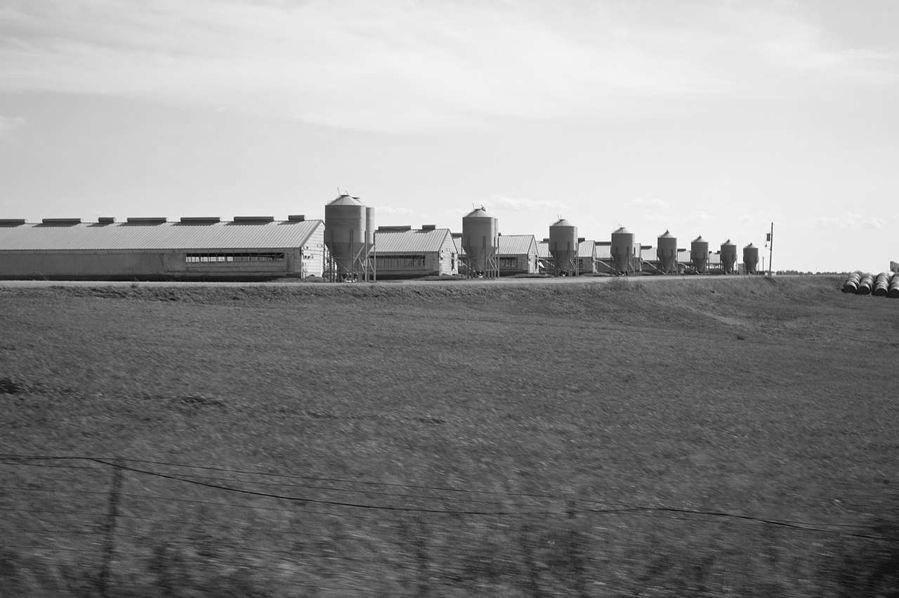 CAFO.png